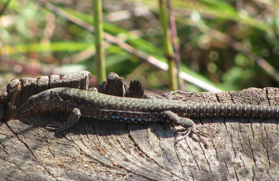 Podarcis muralis?